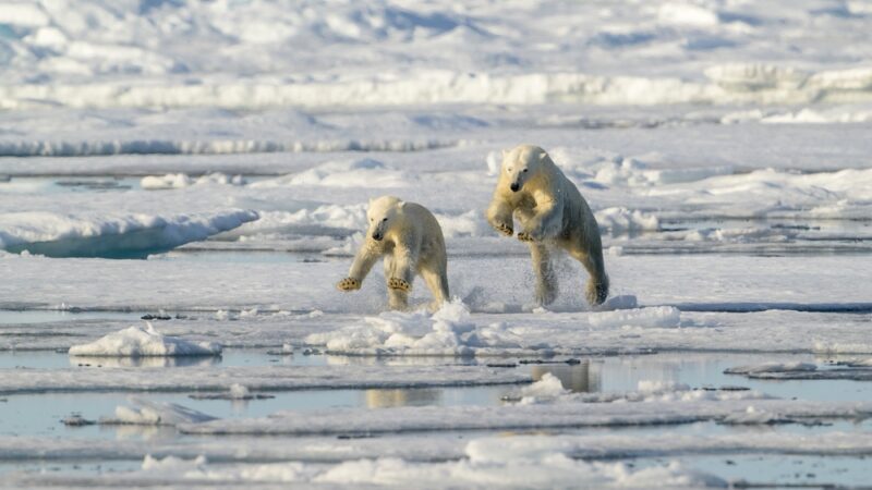 two polar bears on sea ice jumping