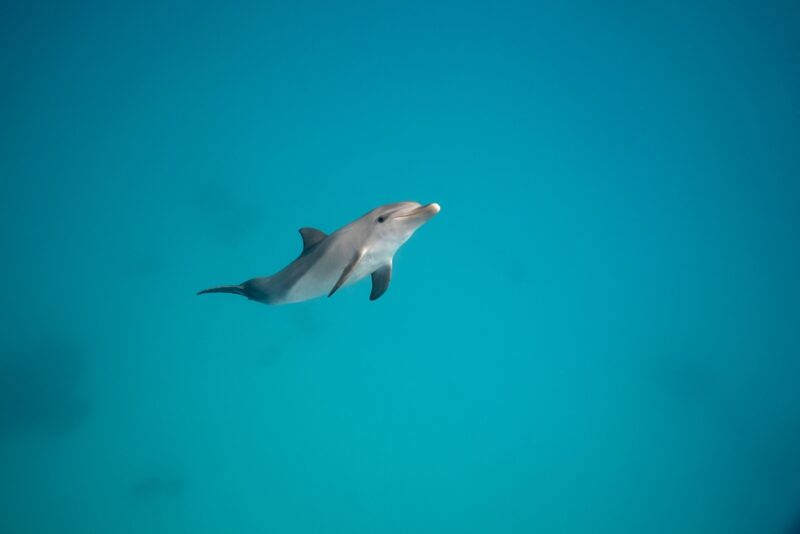 solitary dolphin in empty blue water