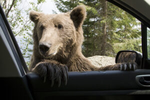 bear at car window