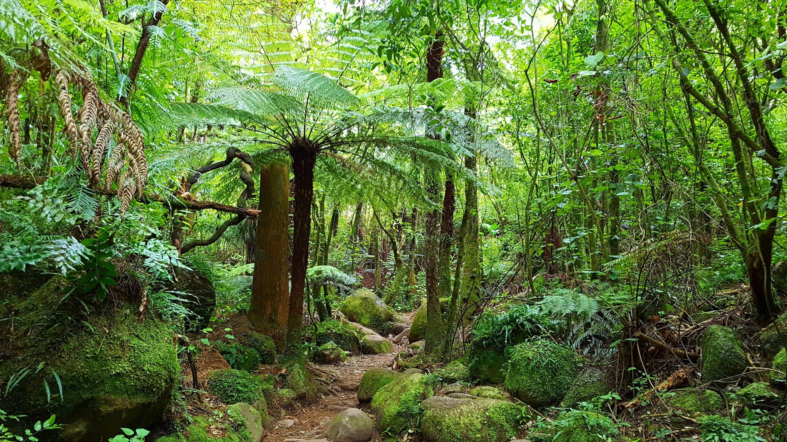 a green jungle