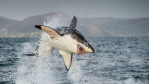 a great white shark