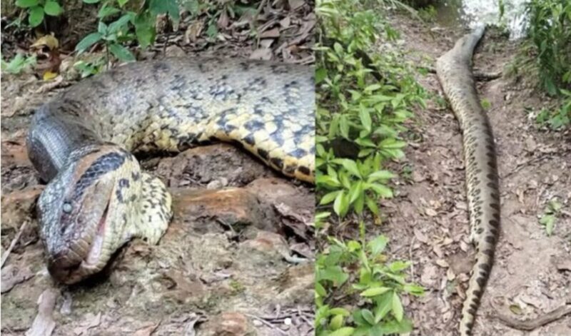 A dead northern green anaconda.