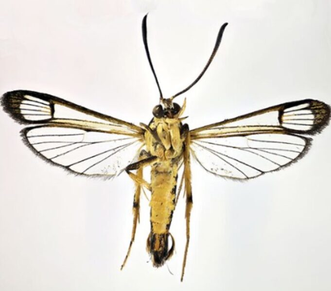 A new species of moth native to Guyana.