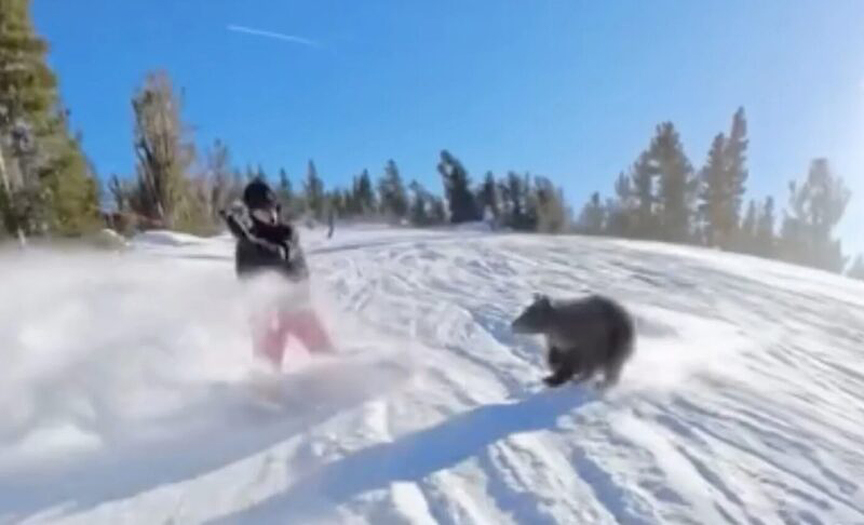 a bear on a ski slope