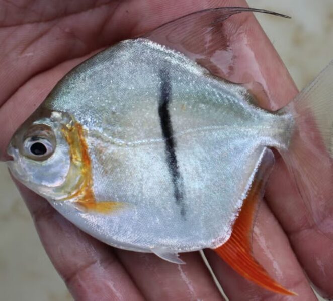 Myloplus sauron, a new species of fish.