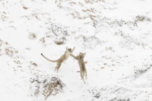 two snow leopards leaping at each other