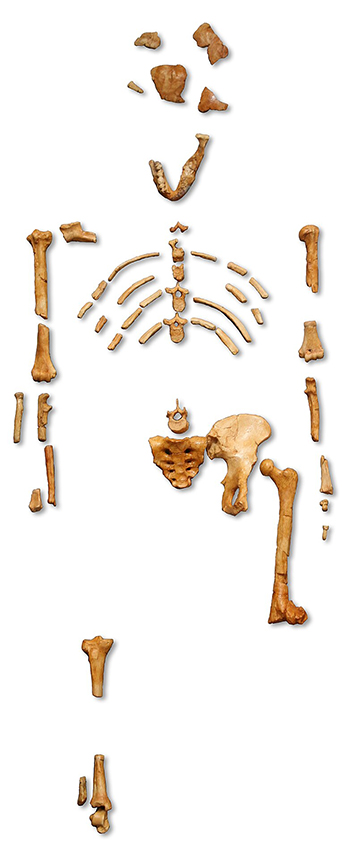 bones of hominin Lucy