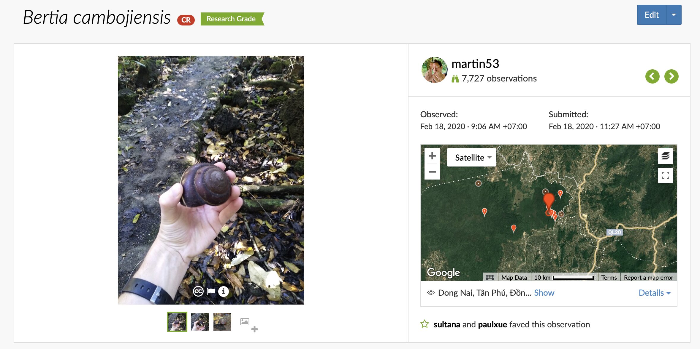 A land snail in Vietnam on Inatralist.