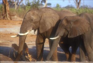 elephant and impala in a waterhole in Botswana