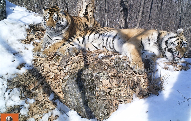 two tigers lying in the snow