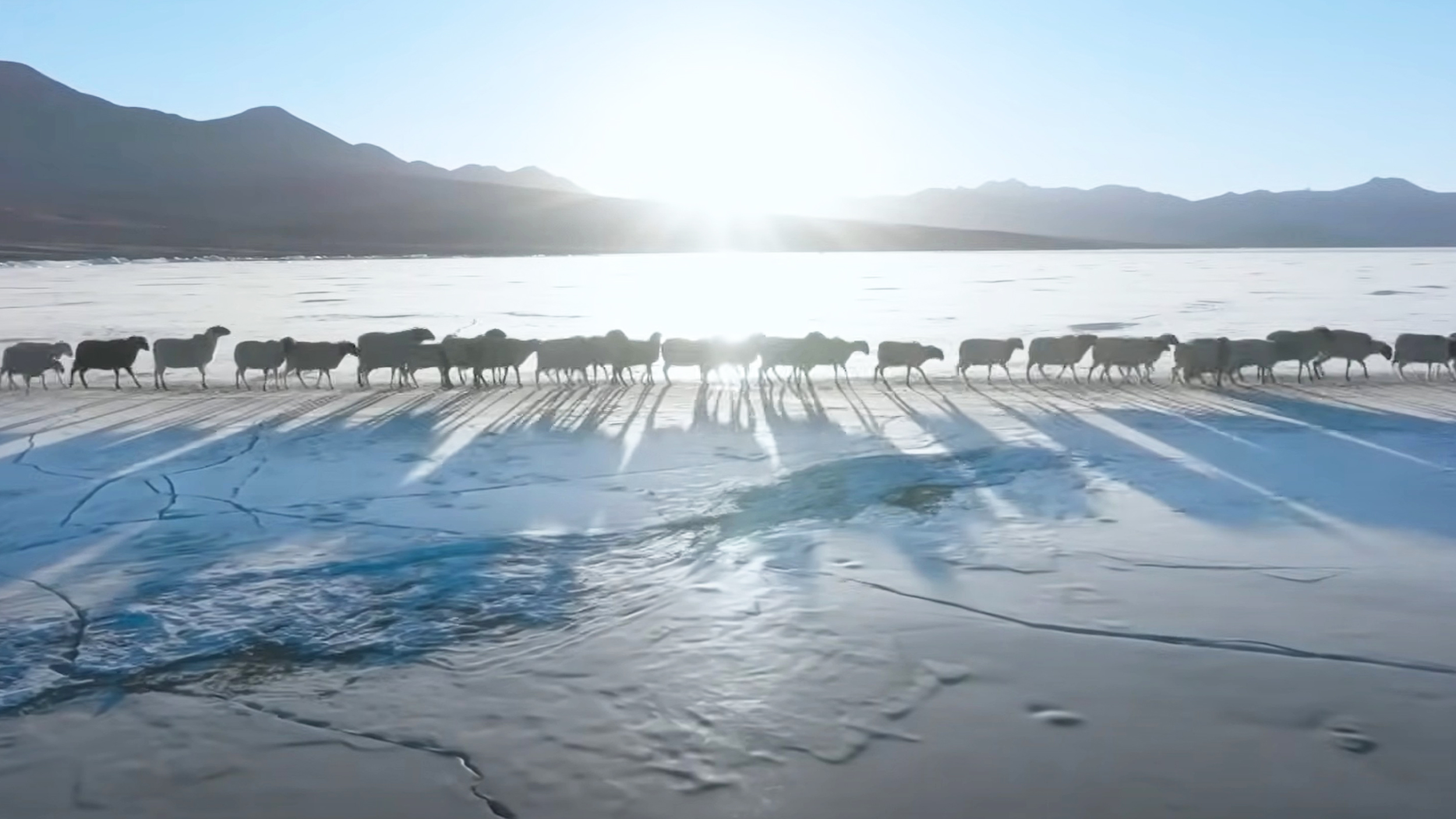 sheep walk across a frozen lake