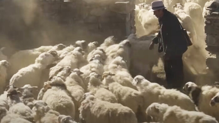 a man herds sheep through a stone wall