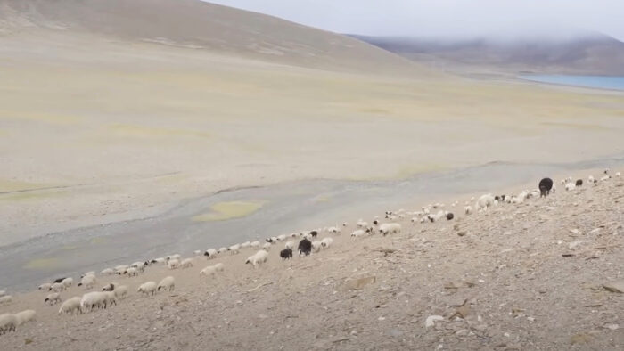 a wide view of a flock of sheep grazing on sparse grass