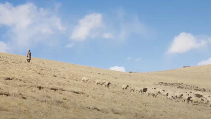 sheep and a shepherd stand on a grassy hill 