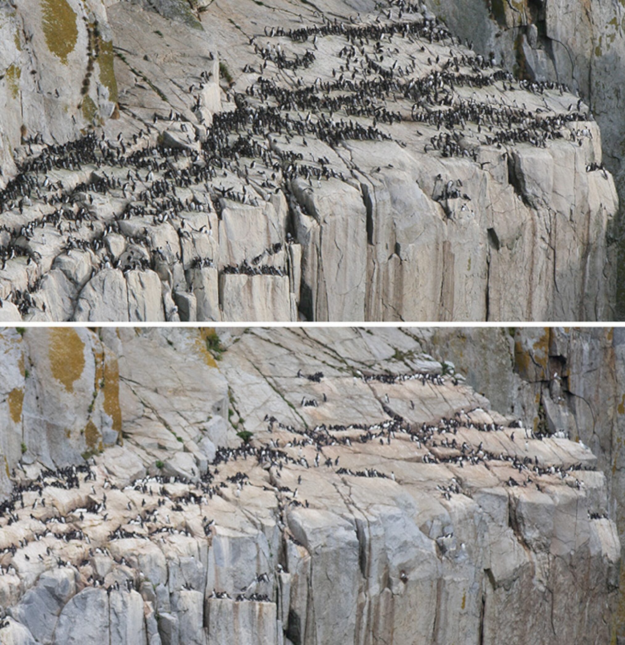 A before and after showing a populous colony and then a sad, spare one.