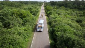 aerial of elephant stopping bus on road