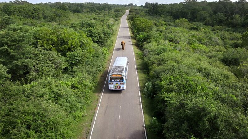 aerial of elephant stopping bus on road