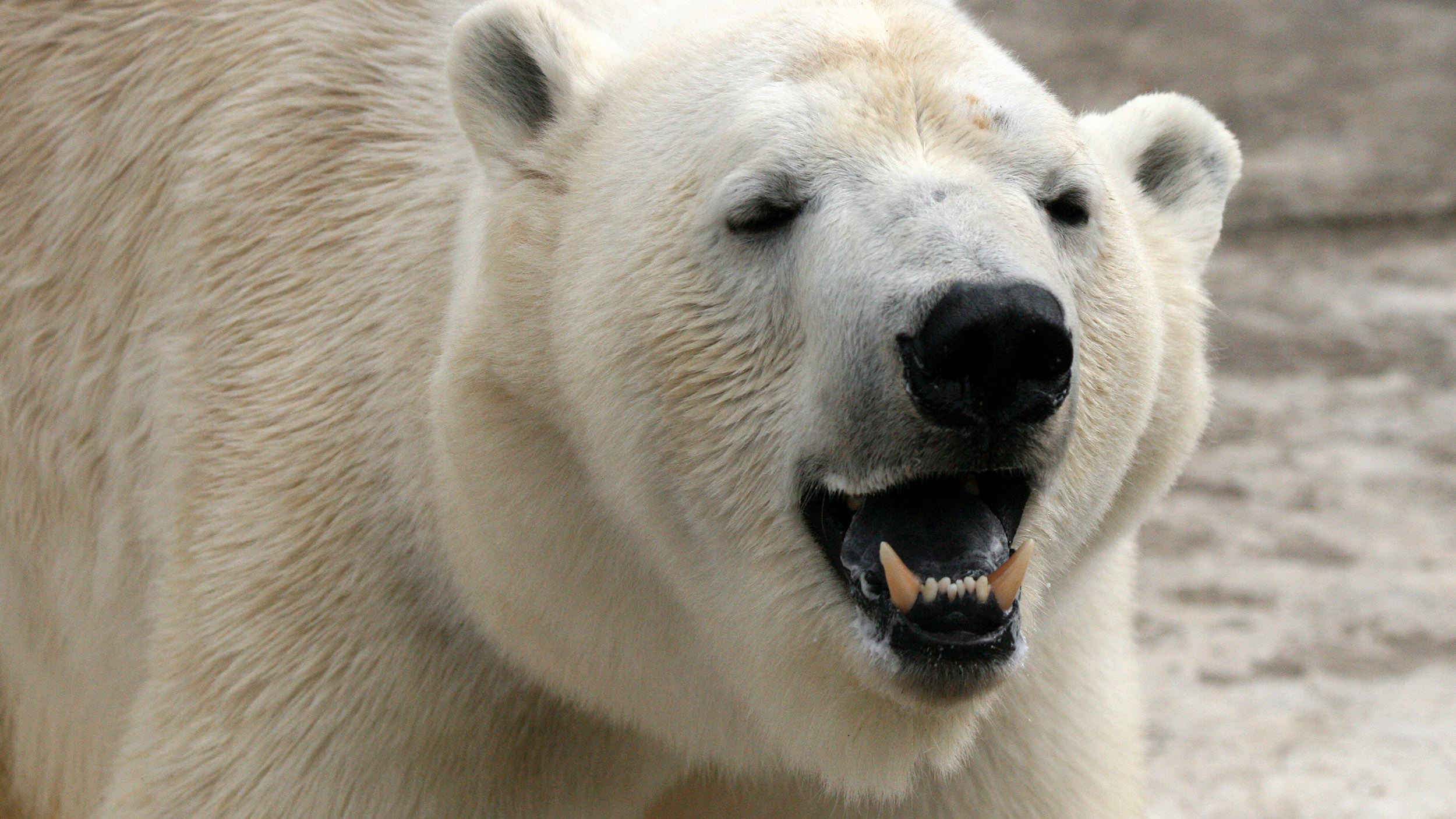 a polar bear