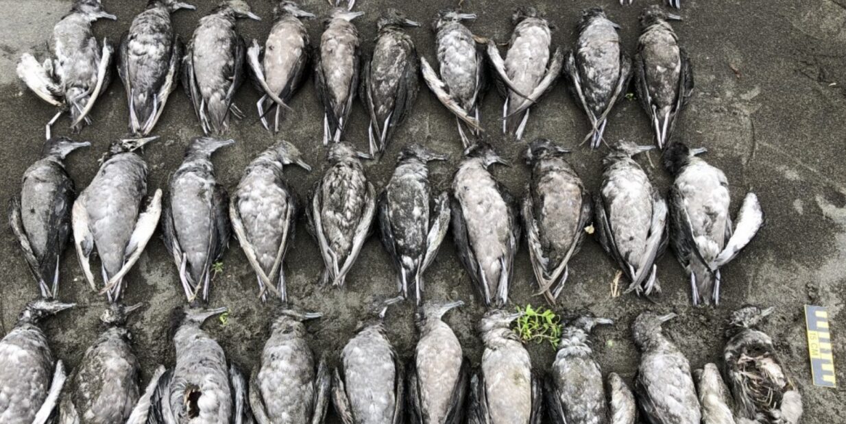 many dead murres laid out on a beach