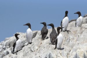 common murres on a rock