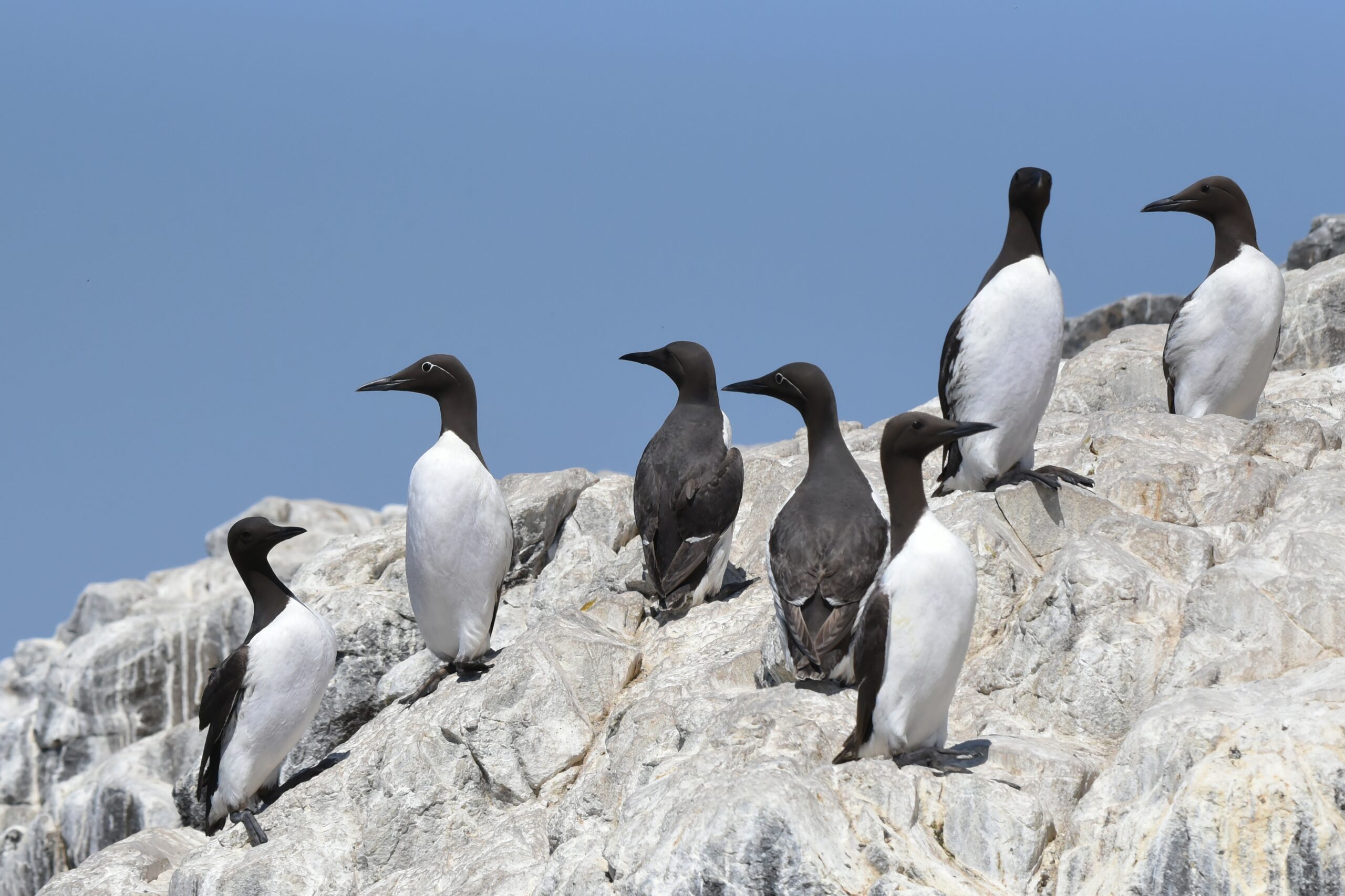 common murres on a rock