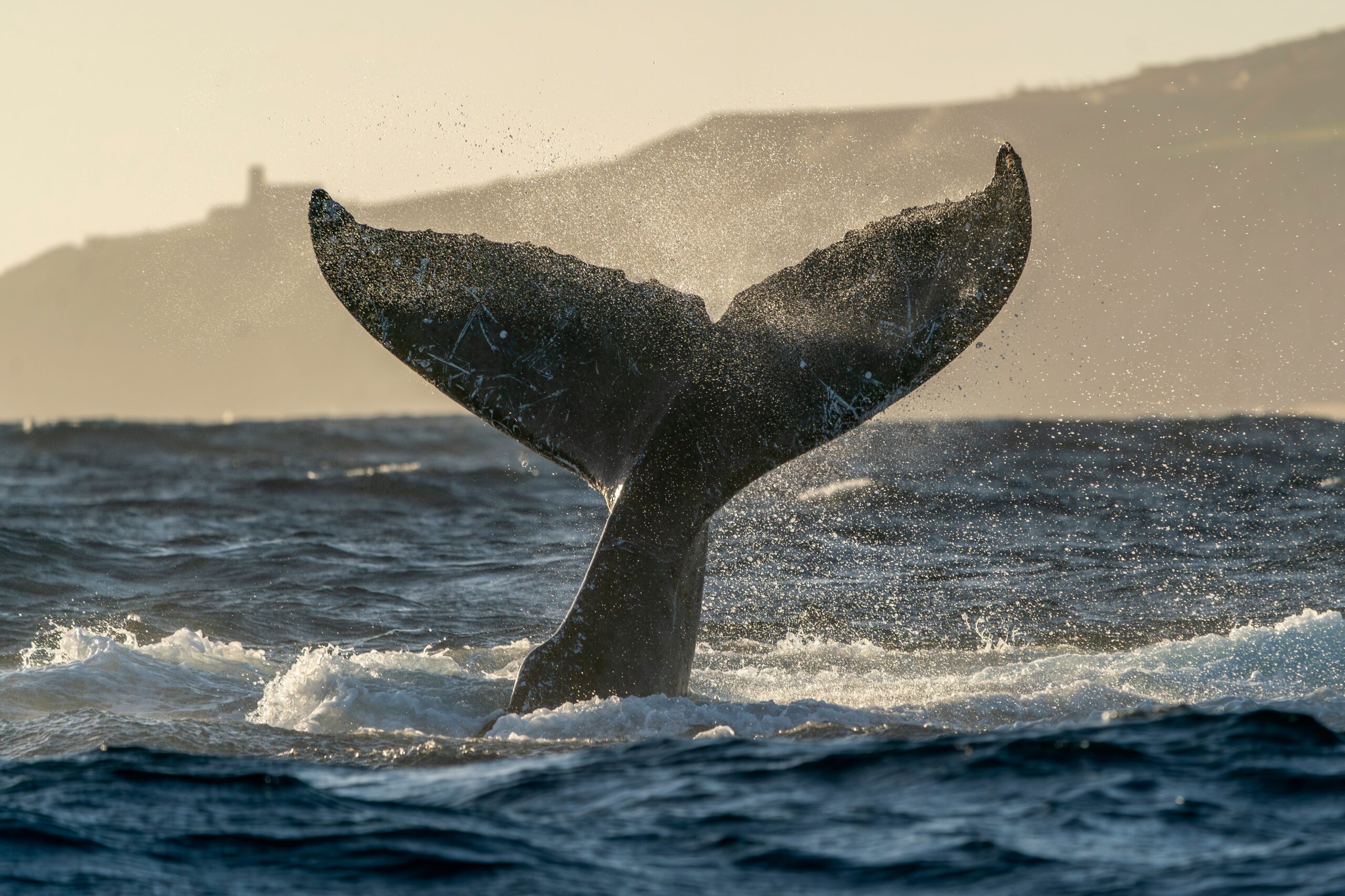 humpback whale tail