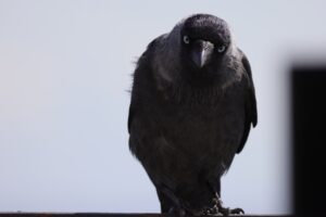 crow staring