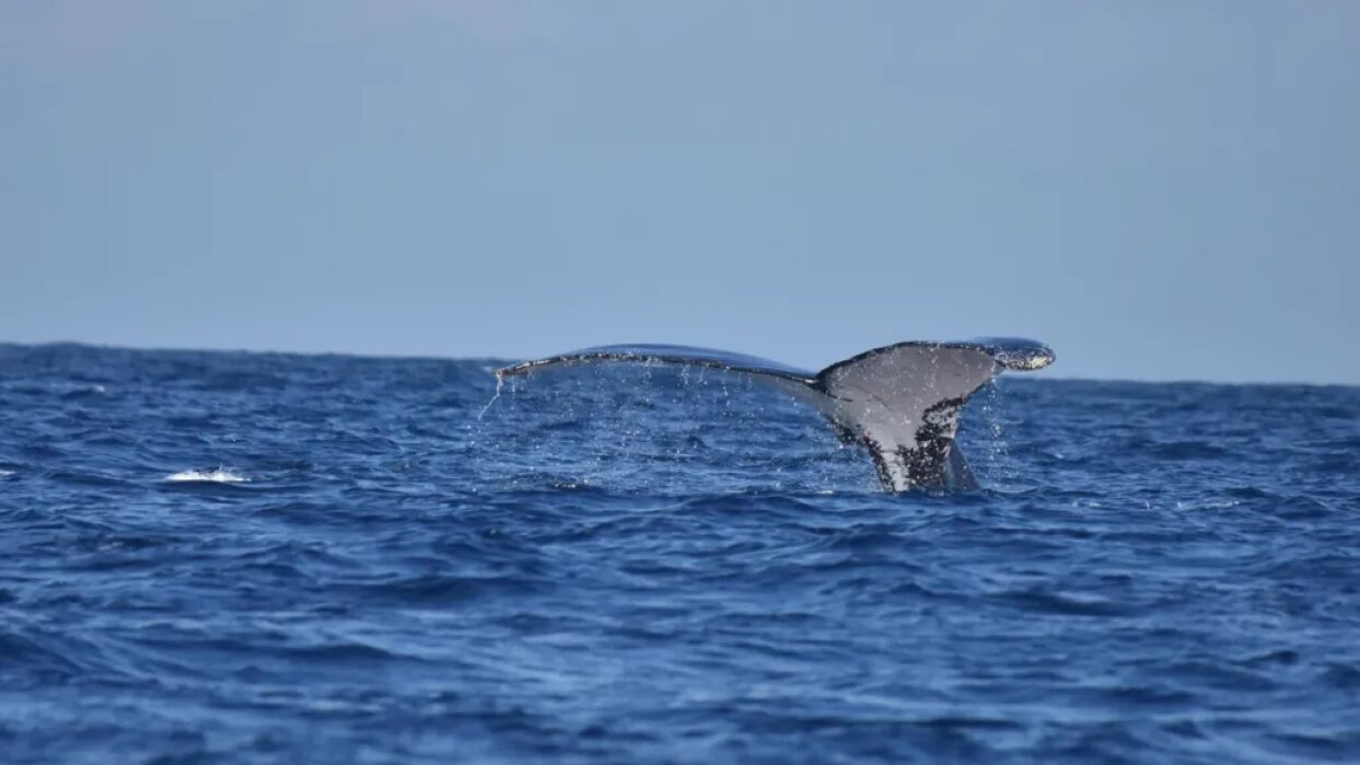 a whale tail emerging from the ocean