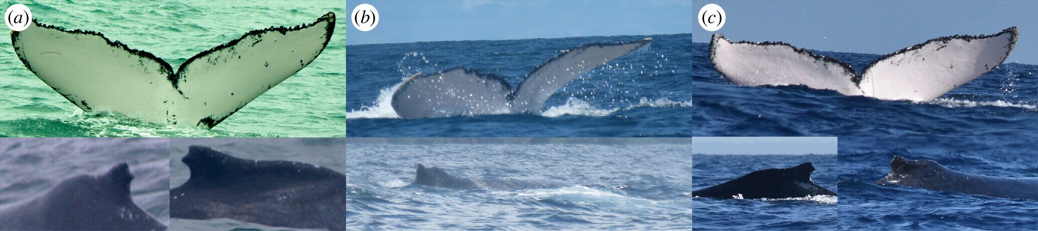 Three pictures of a whale's tail, showing the same markings.