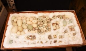 a tray of wild birds eggs