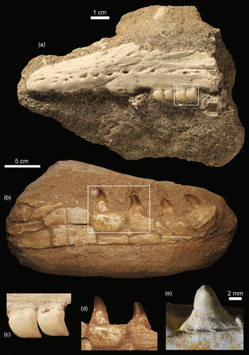 a selection of fossils on a black background