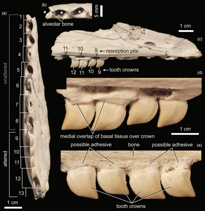 photos of fossil teeth on a black background