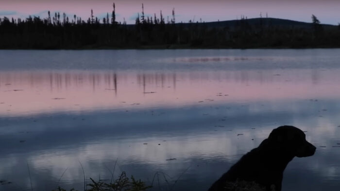 a dog sitting next to a lake at sunset