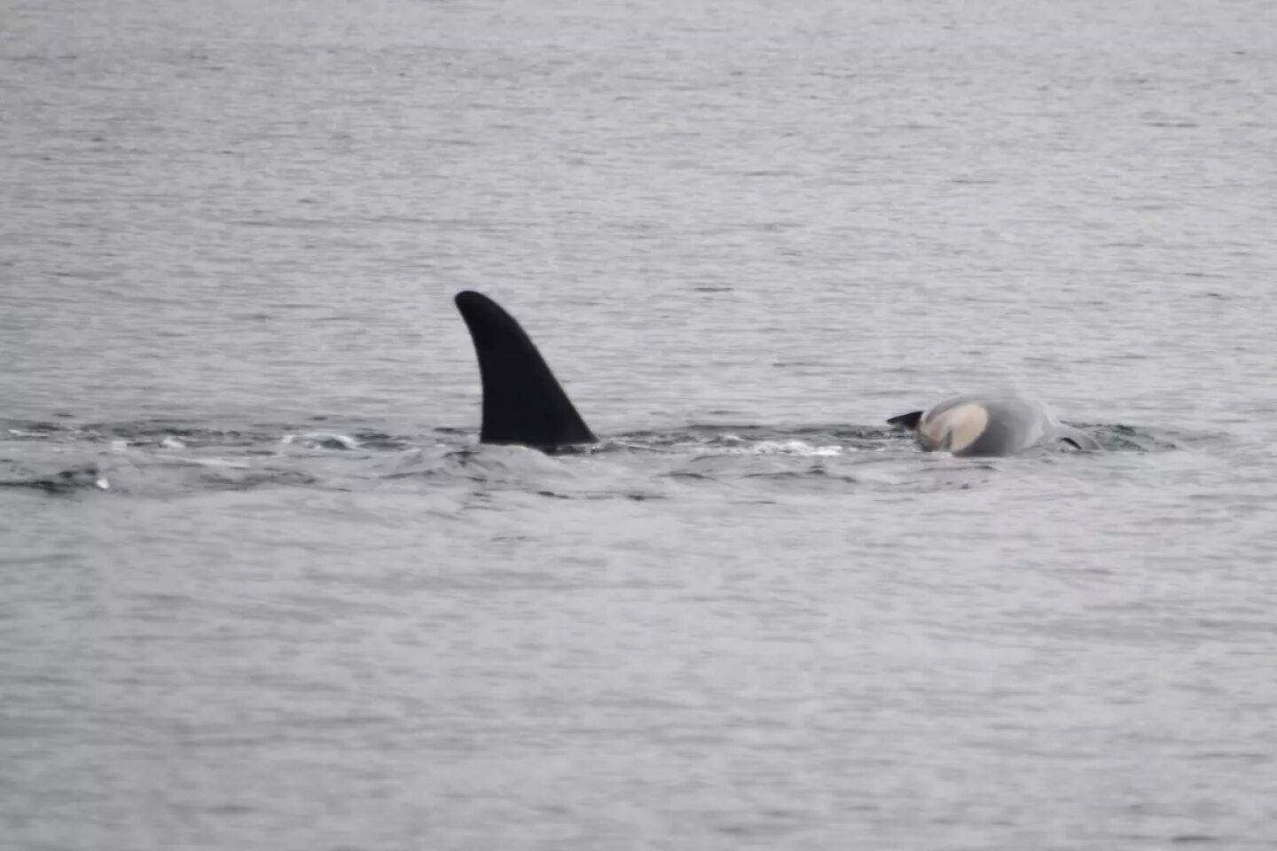 an orca balancing the body of a dead orca calf on it's head