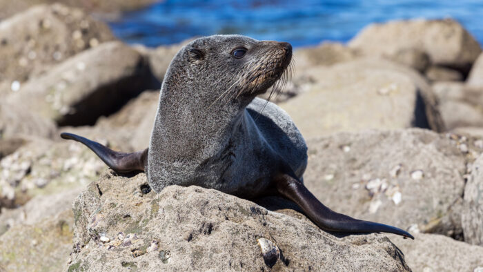 a sea lion