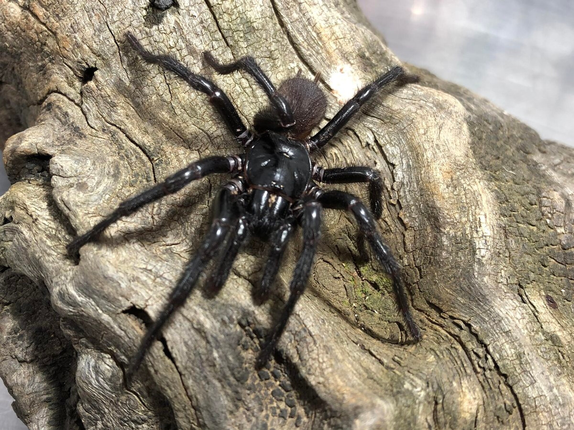 a large spider on a piece of wood