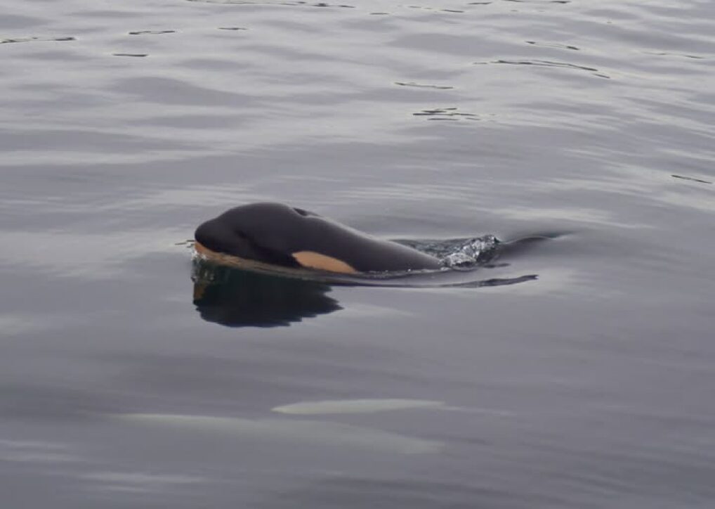 An orca calf, with adult orca beneath the water