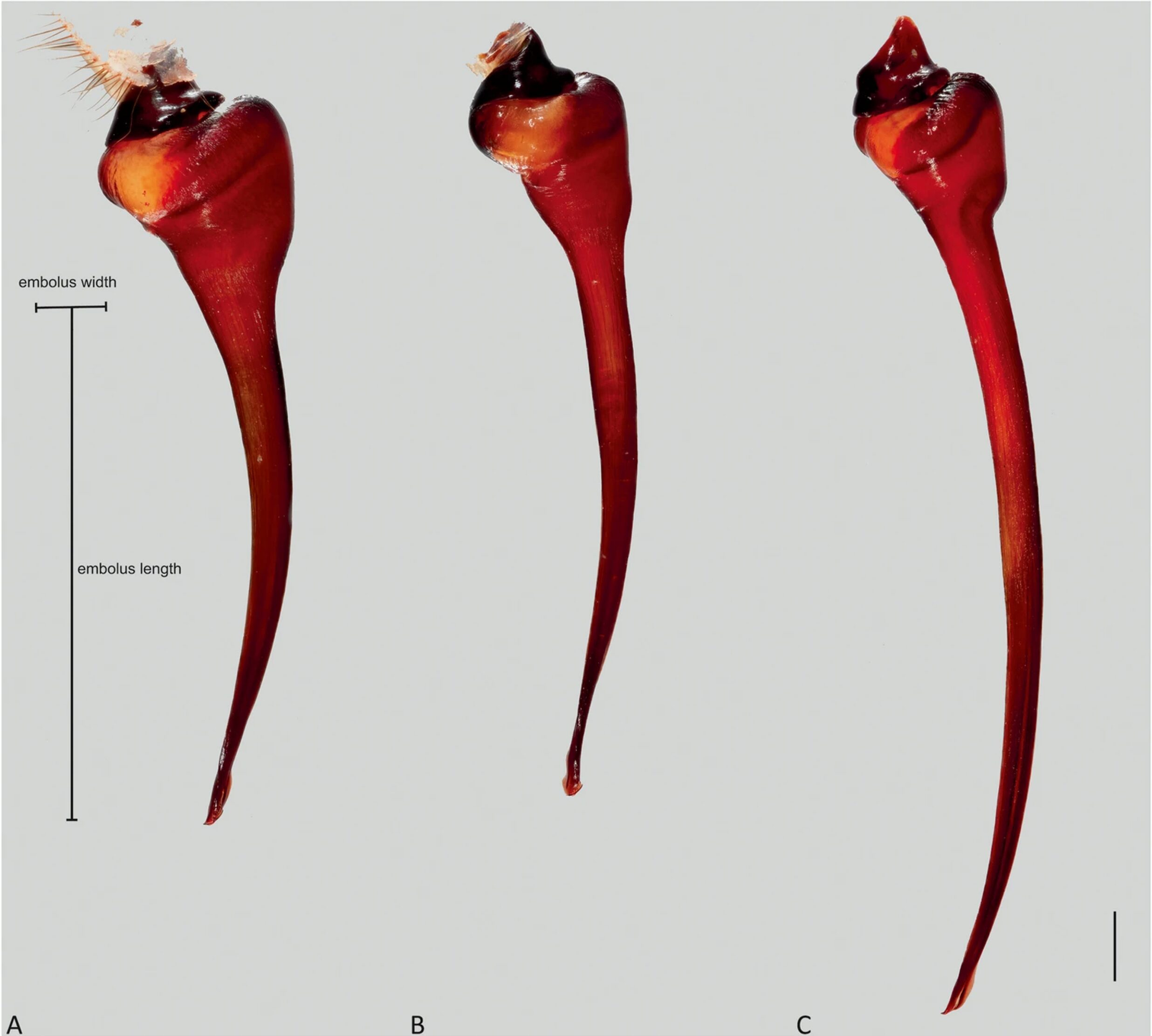 tiga embolus laba-laba berbeda dengan panjang berbeda