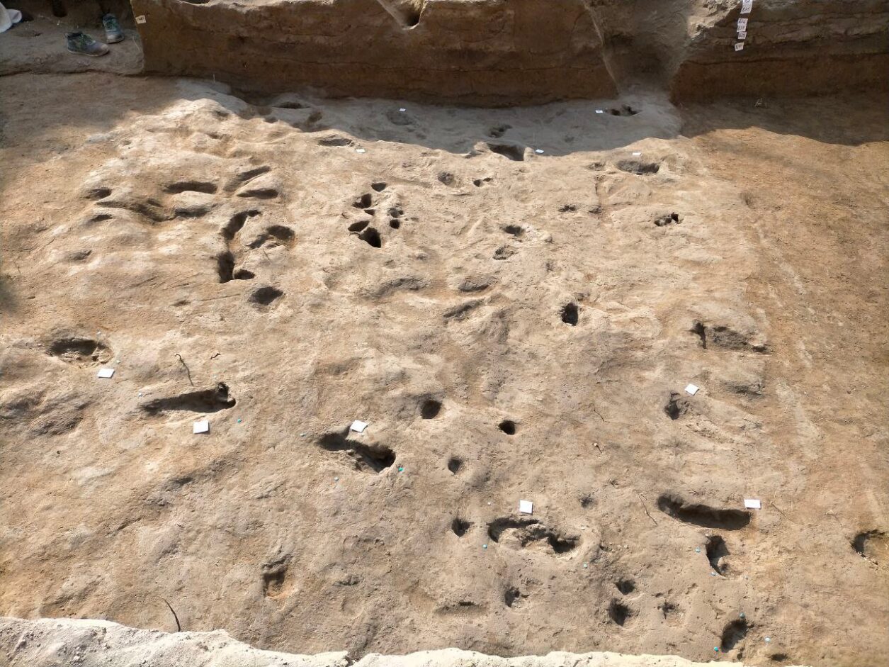 footprints of humans and animals in stone