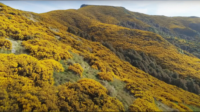 a field covered in a flowering plant