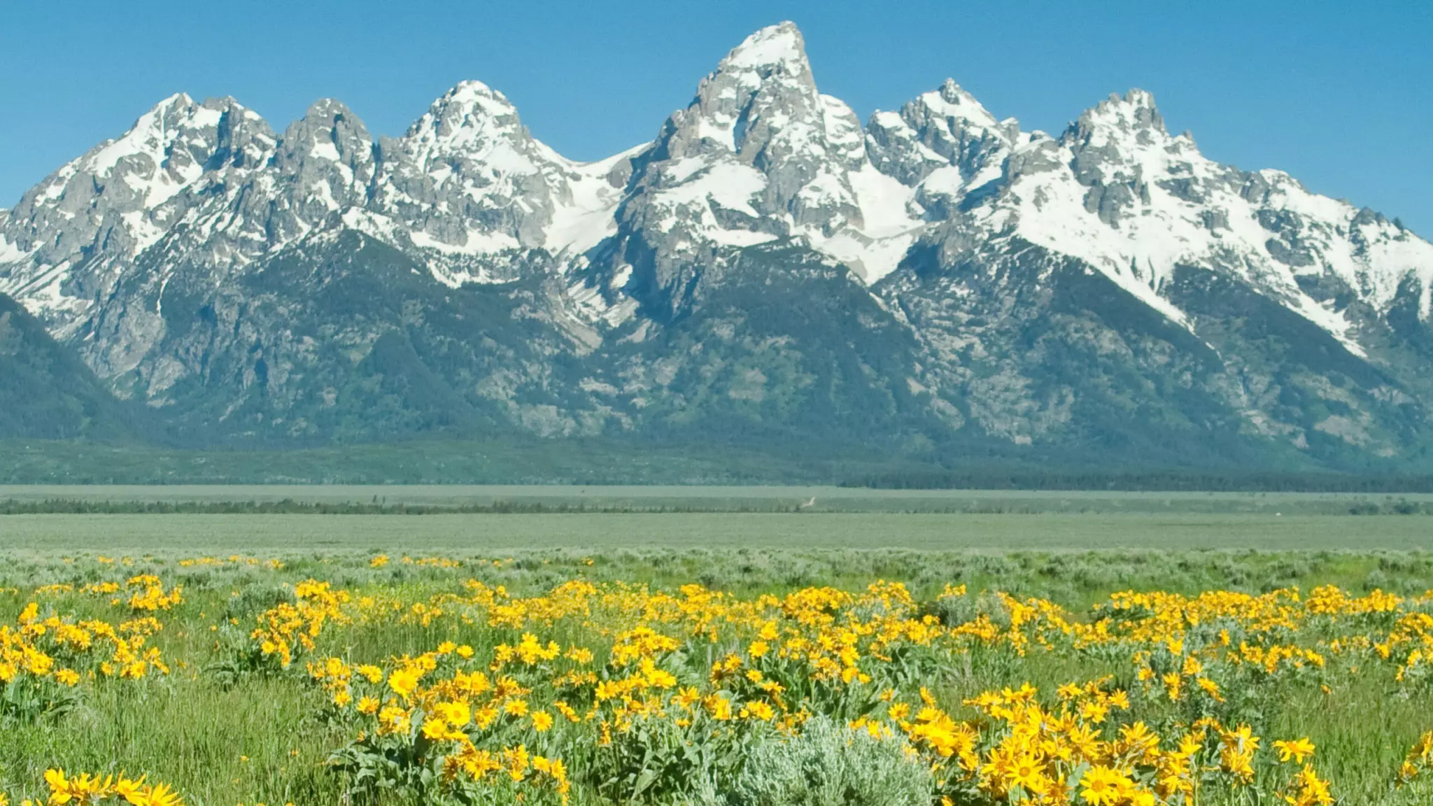 Mountains towering over a field of yellow flowers.