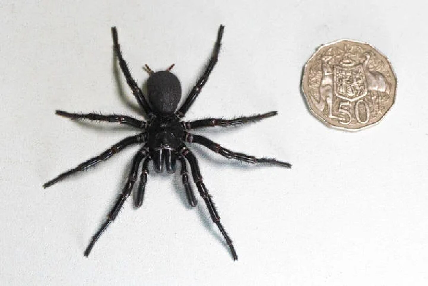 A large spider next to a coin.