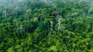 a rainforest as seen from above