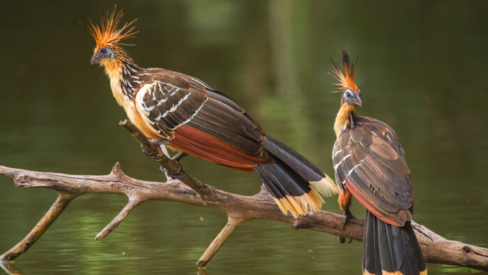 two colorful birds 