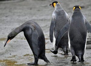 3 penguins, including one all black