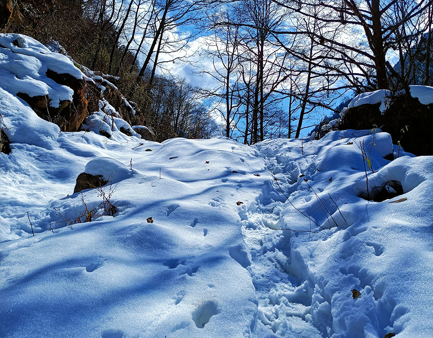 snowy trail in the woods