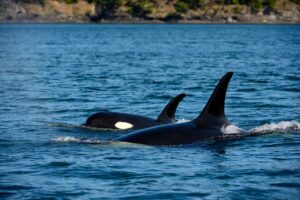 a mother orca and calf