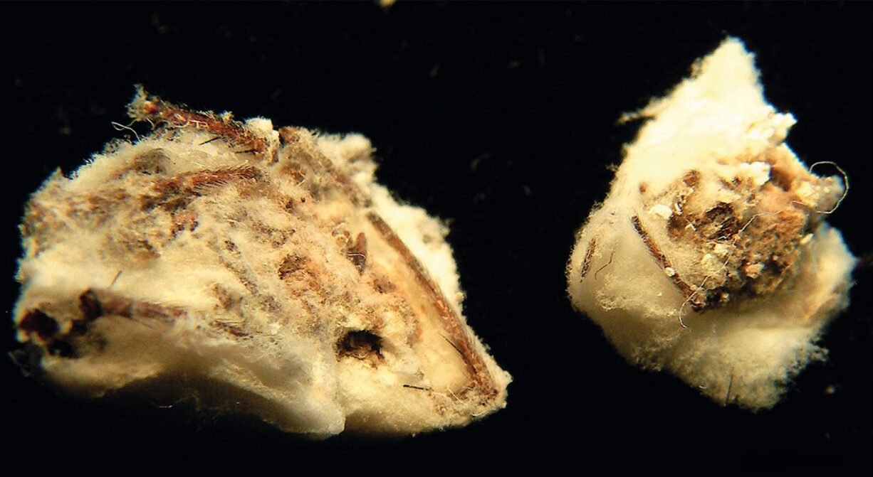 two dessicated and fungi-ridden spider corpses