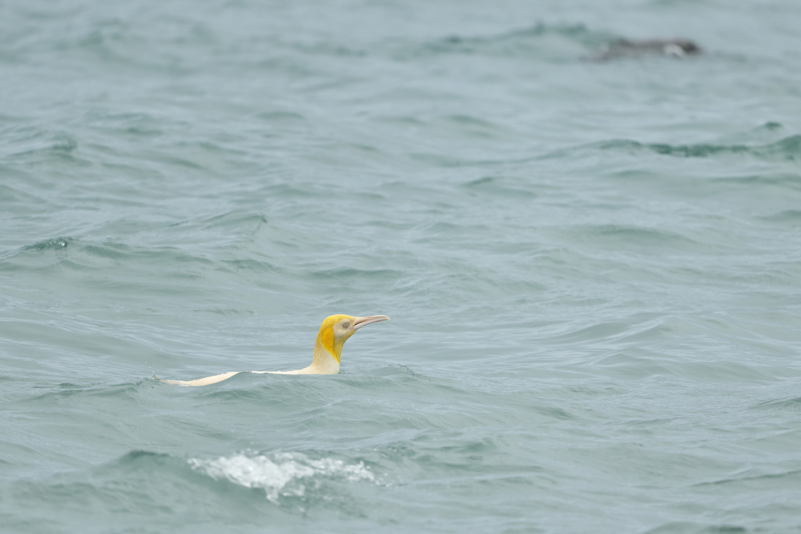 A yellow penguin head pokes above the waves.