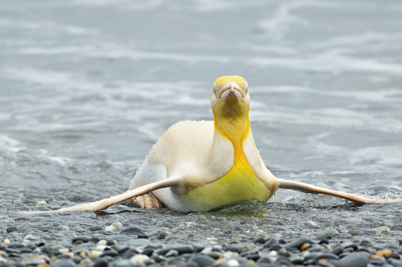 A penguin sits on the shoals, yellow where most are black.